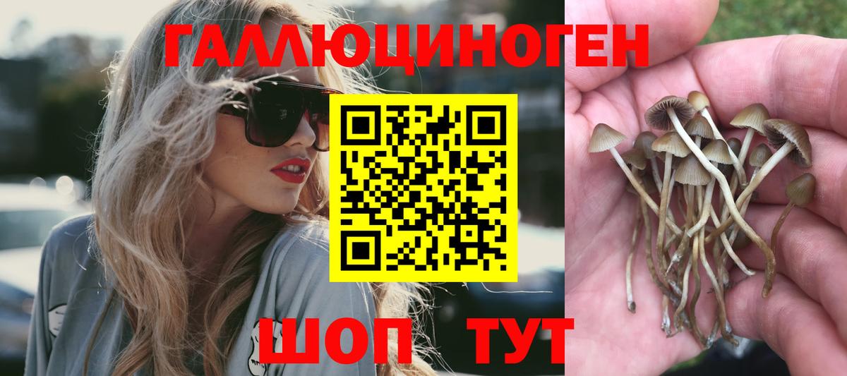 Галлюциногенные грибы Psilocybine cubensis  Вход с VPN  Кропоткин 